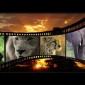 cinématographie africaine